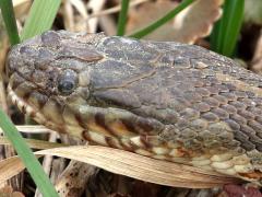 (Common Watersnake) head (Common Watersnake) head