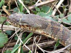 (Common Watersnake) tongue (Common Watersnake) tongue