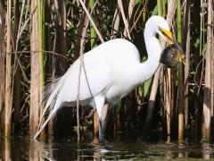 (Green Sunfish) and Great Egret (Green Sunfish) and Great Egret