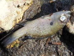 (Green Sunfish) dead (Green Sunfish) dead