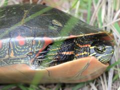 (Painted Turtle) hidden neck (Painted Turtle) hidden neck
