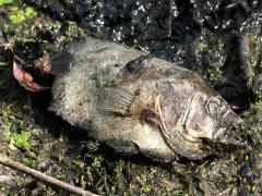 (Bluegill) dead (Bluegill) dead