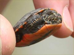 (Painted Turtle) baby (Painted Turtle) baby