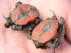 (Painted Turtle) burnt Grace (Painted Turtle) burnt Grace