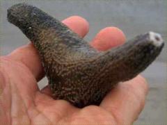 (Striped Sea Cucumber) hand (Striped Sea Cucumber) hand