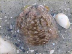 (Striped Sea Cucumber) sand (Striped Sea Cucumber) sand