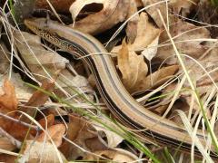 (Slender Glass Lizard) crawling (Slender Glass Lizard) crawling