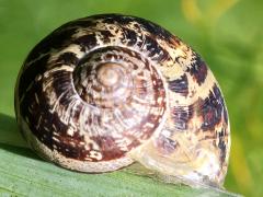 (Garden Snail) shell (Garden Snail) shell