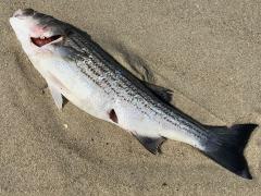 (Striped Bass) dead (Striped Bass) dead