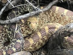 (Bullsnake) frontal (Bullsnake) frontal