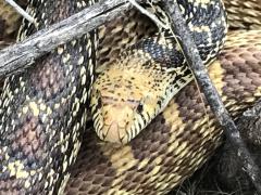 (Bullsnake) lateral (Bullsnake) lateral