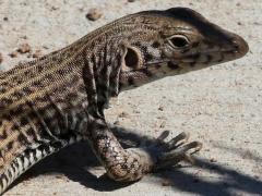 (Western Whiptail) basking (Western Whiptail) basking