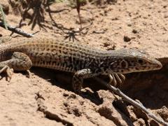 (Western Whiptail) walking (Western Whiptail) walking