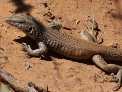 (Western Whiptail) resting (Western Whiptail) resting