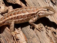 (Common Sagebrush Lizard) female basking (Common Sagebrush Lizard) female basking