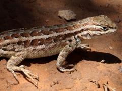 (Common Sagebrush Lizard) female walking (Common Sagebrush Lizard) female walking