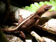 (Brown Anole) basking (Brown Anole) basking