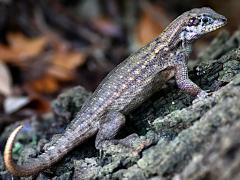 (Northern Curly-tailed Lizard) dorsal (Northern Curly-tailed Lizard) dorsal