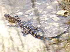 (American Alligator) baby (American Alligator) baby