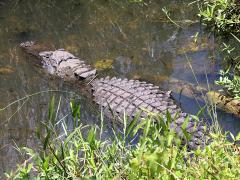 (American Alligator) dorsal (American Alligator) dorsal