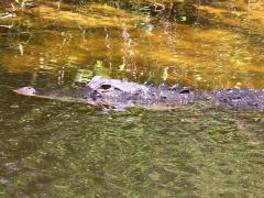 (American Alligator) lateral (American Alligator) lateral