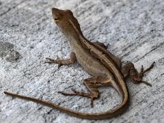 (Brown Anole) dorsal (Brown Anole) dorsal