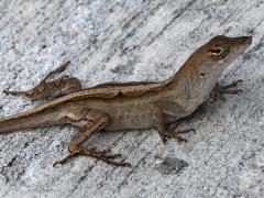 (Brown Anole) lateral (Brown Anole) lateral