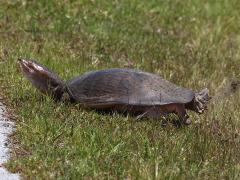 (Florida Softshell Turtle) female ovipositor (Florida Softshell Turtle) female ovipositor