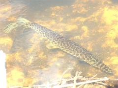(Florida Gar) dorsal (Florida Gar) dorsal