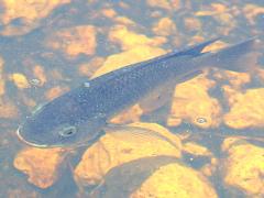 (Blue Tilapia) swimming (Blue Tilapia) swimming