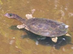 (Florida Softshell Turtle) swimming (Florida Softshell Turtle) swimming
