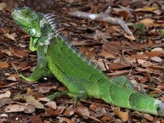 (Green Iguana) dorsal (Green Iguana) dorsal