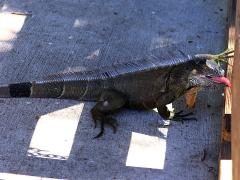 (Green Iguana) tongue (Green Iguana) tongue