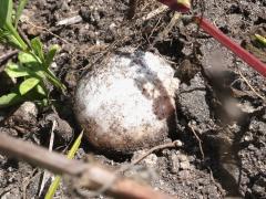 (Florida Softshell Turtle) egg (Florida Softshell Turtle) egg