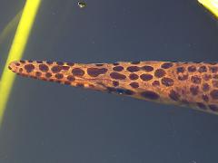 (Florida Gar) dorsal (Florida Gar) dorsal