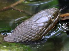 (Common Watersnake) head (Common Watersnake) head