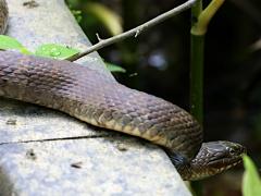 (Common Watersnake) lateral (Common Watersnake) lateral