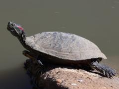 (Pond Slider) elegans basking (Pond Slider) elegans basking