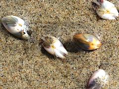 (Gould Beanclam) Bean Clam Hydroid (Gould Beanclam) Bean Clam Hydroid