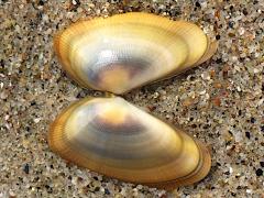 (Gould Beanclam) external (Gould Beanclam) external