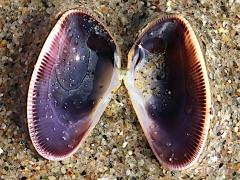 (Gould Beanclam) internal (Gould Beanclam) internal