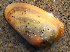 (Gould Beanclam) lateral (Gould Beanclam) lateral
