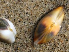 (Gould Beanclam) pair (Gould Beanclam) pair