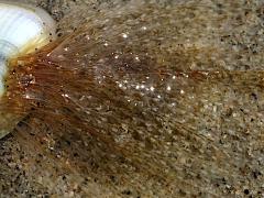 (Bean Clam Hydroid) attached to Gould Beanclam (Bean Clam Hydroid) attached to Gould Beanclam