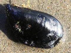 (Mediterranean Mussel) beach (Mediterranean Mussel) beach