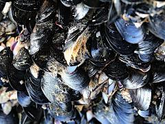 (Mediterranean Mussel) pylon (Mediterranean Mussel) pylon