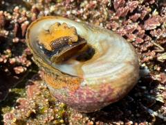 (Banded Tegula) basal (Banded Tegula) basal