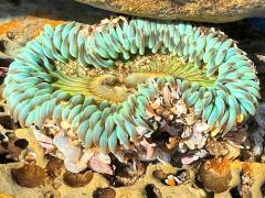 (Sunburst Anemone) profile (Sunburst Anemone) profile
