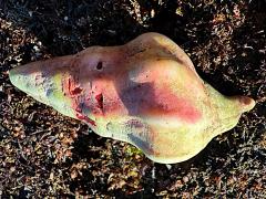 (Kellet's Whelk) dorsal (Kellet's Whelk) dorsal