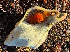 (Kellet's Whelk) ventral (Kellet's Whelk) ventral